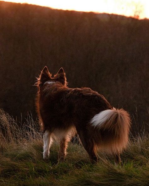 Red Border Collie Brown Border Collie, Red Border Collie, White Border Collie, Battle Field, Cheap Dogs, Labrador Retriever Puppies, Herding Dogs, Border Collie Dog, Yorkshire Terrier Puppies