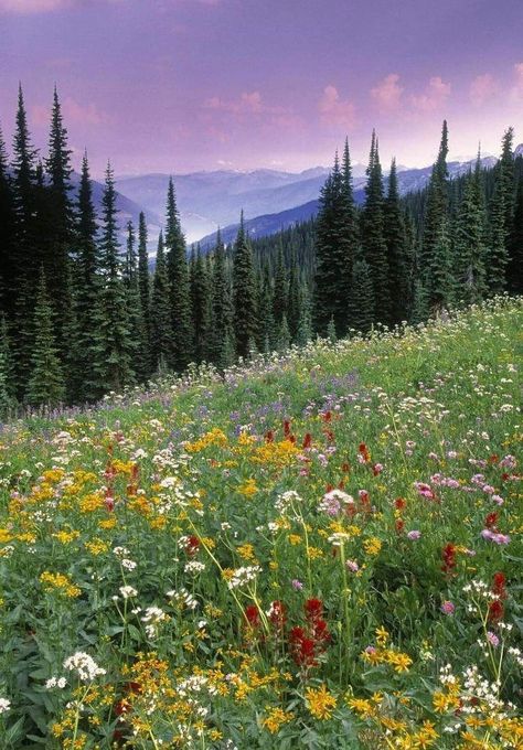 Mount Revelstoke National Park, Canada Poster, Wildflower Meadow, Alpine Meadow, British Columbia Canada, British Columbia, Wild Flowers, Poster Print, National Park