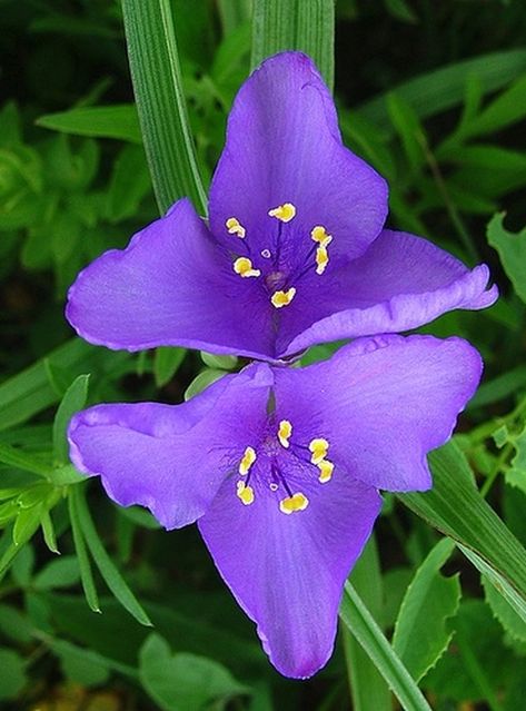 Spiderwort Plant, Crystals Garden, Box Gardens, Skin Doodles, Fragile Beauty, Gifts Wrapping, Purple Garden, Flower Landscape, Gorgeous Flowers