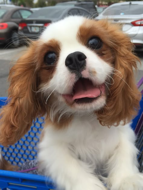 Tramp Dog, King Spaniel, Cavalier Dog, King Charles Puppy, Cavalier Puppy, Cavalier King Charles Dog, King Charles Dog, King Charles Cavalier Spaniel Puppy, Cute Animals Puppies