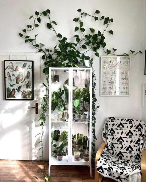 Plant Cabinet Display, Ikea Greenhouse Cabinet, Plant Decoration Ideas, Plant Cabinet, Greenhouse Cabinet, Ikea Greenhouse, Ikea Ivar Cabinet, Ikea Plants, Indoor Greenhouse