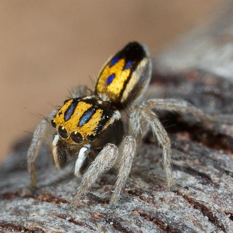 Peacock Spider, Arachnids Spiders, Spider Species, Tier Tattoo, Spider Costume, Cool Insects, Pet Spider, Itsy Bitsy Spider, Cool Bugs