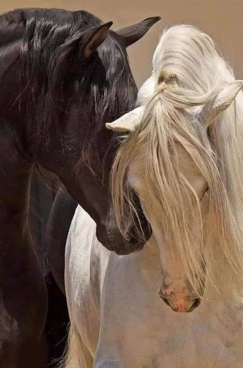 Black And White Horses, Horsey Life, Animal Aesthetic, Cai Sălbatici, Horse Wallpaper, Andalusian Horse, Horse Aesthetic, Animale Rare, All The Pretty Horses