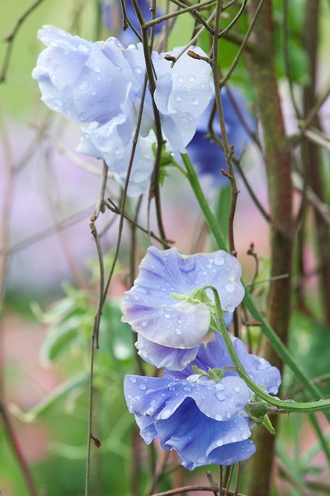 sweet peas-he planted them in the backyard of the first house on Patterson Blue Sweet Pea, Lathyrus Odoratus, Planting Combinations, Scent Garden, Sweet Pea Flowers, Herbaceous Border, Pea Flower, Pansies Flowers, Blue Garden