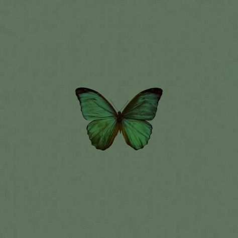 💚 Green Aesthetic Butterfly, Green Butterfly Aesthetic, Butterfly Aesthetic, Aesthetic Butterfly, Aesthetic Green, Green Butterfly, Wallpaper Designs, Green Aesthetic, Colorful Wallpaper