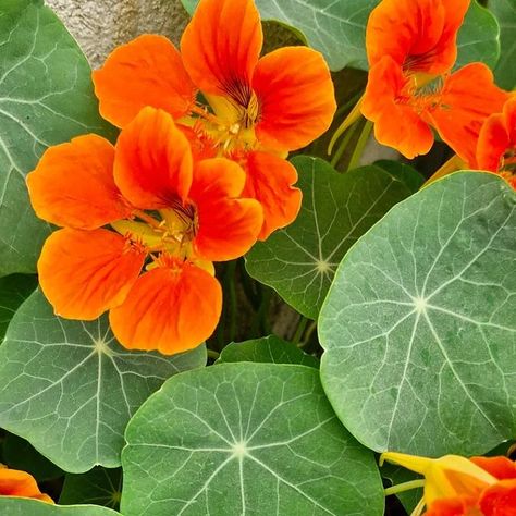 Nasturtium Orange Flower, April 22, Flowers Plants, Reference Photos, Orange Flowers, Flowers Photography, Butterflies, Herbs, Ceramics