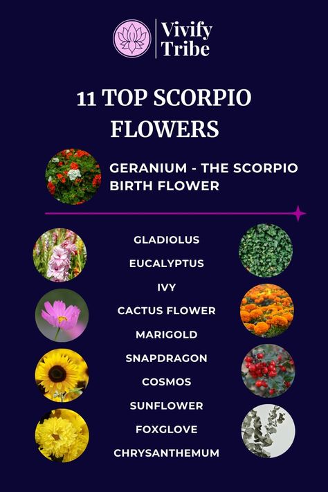 Scorpio Flower Guide: Geraniums and BeyondDiscover how the scorpio flowers - the geranium, along with other blooms like marigold, cosmos, ivy, etc., connect to Scorpio's transformative essence and provide practical insights for personal growth. Scorpio Flower, Scorpio Personality, Geraniums Red, Moon Names, Scorpio Traits, The Scorpio, Red Geraniums, Magick Spells, Ink Inspiration