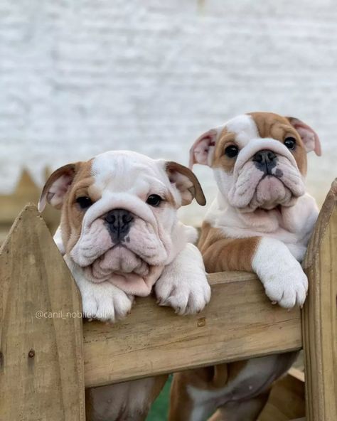 French Bulldog Black, English Bulldog Pictures, Bulldogs Puppies, Bulldog Tshirt, Bulldog Pictures, Bulldog Pics, English Bulldog Puppies, Cute Dog Pictures, Funny Cats And Dogs