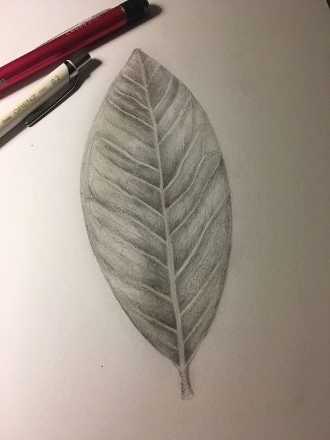 3d Leaves Drawing, Leaves Shading Pencil, Leaf Texture Drawing, Leaf Sketch Pencil, Leaf Pencil Drawing, Tone Drawing, Leaf Sketch, Maple Leaf Art, Leaves Sketch