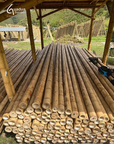 Wholesale Grade A 🎋 Guadua Bamboo® Poles, mature, cleaned, treated, straight, no cracks. Only available at: https://www.guaduabamboo.com/bamboo-poles Bamboo Construction, Bamboo Poles, Easy Food, China, On Instagram, Quick Saves, Instagram