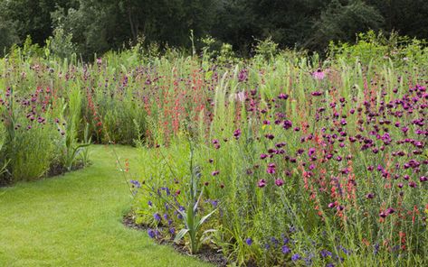 Meadow Planting, Prairie Planting, Prairie Garden, Wild Flower Meadow, Simple Garden, Future Garden, Meadow Garden, Wild Garden, Plants Growing