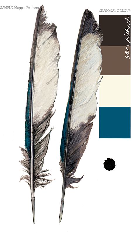 Planet Sam: Colour from the Season - Magpie feather blue Magpie Feather Tattoo, Magpie Feather, Magpie Tattoo, Headboard Art, Watercolor Feather, Feather Tattoo, Bird Artwork, Feather Tattoos, Keno