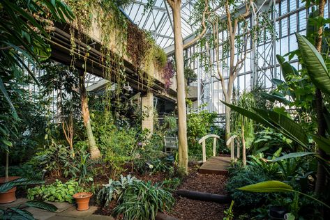 Photo of pathway with bridge surrounded by greenery and plants in the Barbican Conservatory Barbican Conservatory, Barbican Centre, Grass Carp, Ginger Plant, London Places, Exotic Fish, Glass Roof, Small Pool, Kew Gardens