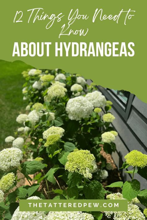 12 Things You Need To Know About Hydrangeas When Do Hydrangeas Bloom, Hydrangea Fertilizer, Limelight Hydrangeas, Gardening For Dummies, Annabelle Hydrangea, Panicle Hydrangea, Hydrangea Bloom, Limelight Hydrangea, Hydrangea Bush