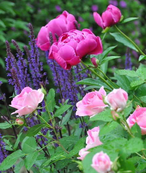 Roses And Salvia Garden, Salvia Garden, Salvia Nemorosa, Red Bay, Annual Garden, Roses Peonies, Front Yard Garden Design, Shrub Roses, Three Dogs