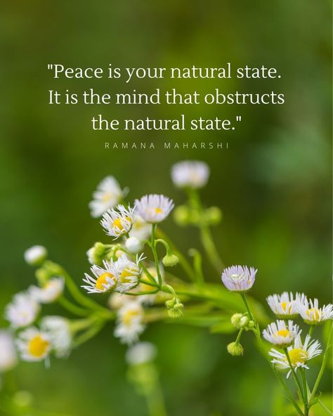 L A U R I on Instagram: “"Peace is your natural state. It is the mind that obstructs the natural state." —Ramana Maharshi . . . . . . #selfrealization #awaken…” Ramana Maharshi Quotes, Divine Oneness, Hinduism Quotes, Advaita Vedanta, Ramana Maharshi, Spiritual People, Yoga Philosophy, Post Quotes, Self Realization