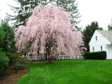 Weeping cherry tree - I can see this in the corner of our lot in the front lawn... LOVE cherry tree blossoms!! Weeping Trees, Weeping Cherry Tree, Weeping Cherry, Flowering Cherry Tree, Garden Shrubs, Front Lawn, Tree Seeds, Memorial Garden, Blossom Trees