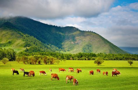 Grazing cows. Mountain grassland with grazing cows , #affiliate, #cows, #Grazing, #Mountain, #grazing, #grassland #ad Grazing Cow, New Zealand Landscape, Cow Wall Art, Wedding Brochure, Wall Sticker, Wall Colors, Nature Photos, Wall Decal, Wall Art Print