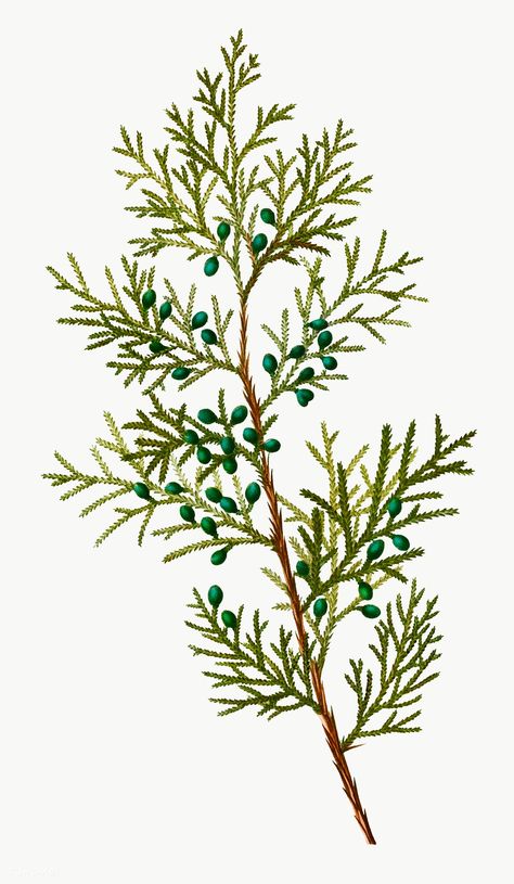 Juniper Illustration, Juniper Branch, Cypress Plant, Leaf Illustration, Plant Vector, Botanical Illustration Vintage, Diy Watercolor Painting, Wood Carving Patterns, Diy Watercolor