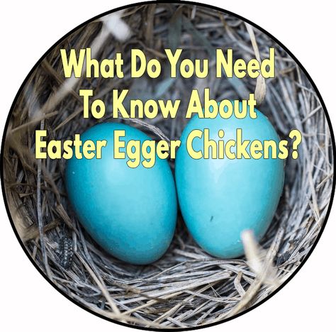 Easter Eggers Chickens, Easter Egger Chicken Eggs, Americauna Chickens, Egg Chickens, Olive Egger Chicken, Chicken Egg Colors, Chickens 101, Easter Egger Chicken, Egg Colors