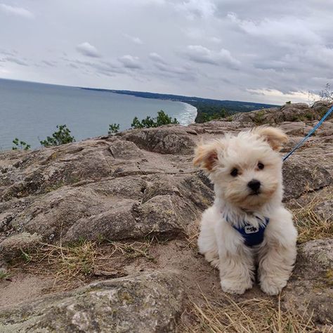 14 Pics of Havaneses Who Are So Cute – The Paws Havanese Haircuts, Show Dogs, Havanese Dog, Dog Haircuts, Havanese Puppies, Havanese Dogs, Dogs Cute, Happy Trails, Healthy And Happy