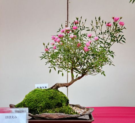 Miniature Rose Bonsai Kusamono Ideas, Rose Bonsai, Accent Plants, Papercraft Pokemon, Miniature Roses, Miniature Rose, Bonsai Tree Care, Bonsai Techniques, Mini Zen Garden