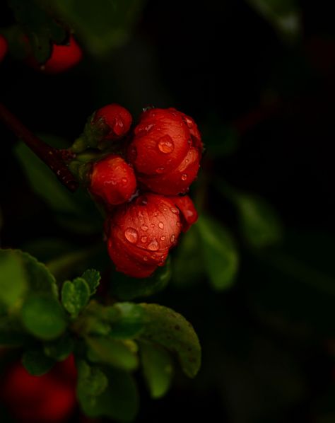 . Wind and rain, that's enough April showers I want the May flowers. Anyone else trying not to trample on the ground too much? I tiptoed around taking a few photos of optimistic flowers standing out against the general gloom. #alittlebeautyeveryday #slowsimpleseasonal #annemacintyre #flowerphotography #floralphotography #fineartflowers #botanicalphotography #tulip #heather #dark_macro_art #flowerslovethedark #mygardentoday #inmygardentoday #smallgarden #gardenphotography #britishflowers #... Macro Art, British Flowers, Garden Photography, Wind And Rain, Floral Photography, April Showers, Flower Stands, May Flowers, On The Ground