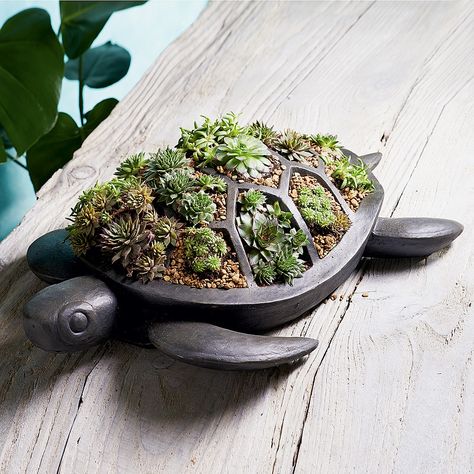 Turtle Planter | Polynesia Style | Culture Vulture Direct Turtle Things, Turtle Planter, Culture Vulture, Shell Yeah, Unusual Home, Pottery Videos, Quirky Decor, Polynesian Culture, Small Succulents