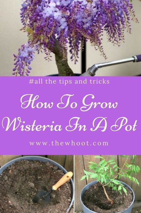 Learn how to grow wisteria in a pot. Our post shows you how to propagate and has a video tutorial to step you through process. Indoor Wisteria Plant, Wisteria In Pots How To Grow, Growing Wisteria In A Pot, Propagating Wisteria From Cuttings, How To Grow Wisteria, Wisteria In Pots, Wisteria Potted, Wisteria Trellis Ideas, Indoor Wisteria