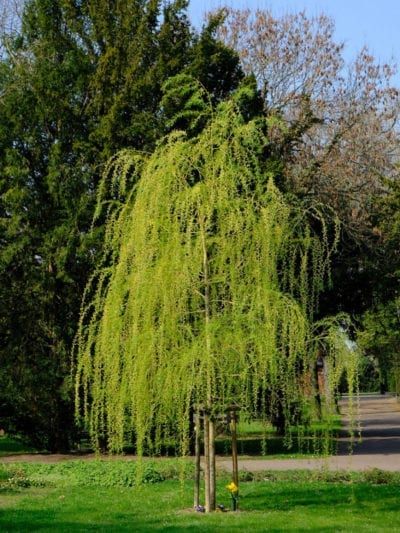 Cactus Leaves, Willow Trees, Weeping Willow Tree, Dappled Willow, Plant Tips, Live Tree, Fast Growing Trees, Weeping Willow, Ornamental Trees