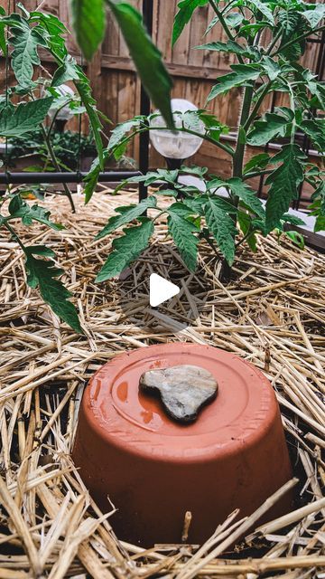 Olla Pot, Ancient Irrigation, Terra Cotta Pots Garden, Terracotta Garden, Garden Video, Growing Vegetables In Pots, Terracotta Flower Pots, Water Source, Vegetable Garden Diy