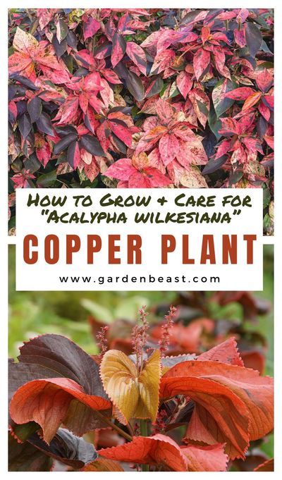 If you are considering a new addition to your garden or houseplant collection, look no further than the Copper Plant. Although it needs a bit of pampering, it is not a difficult plant to care for | copper planters outdoor | copper plant pot | indoor copper plant | houseplants | acalypsa wilkesiana #copperplantcare #outdoorcopperplant Copper Planters Outdoor, Houseplant Collection, Copper Plant, Plant Pot Indoor, Garden Planning Layout, Planters Outdoor, Vegetable Garden Planning, Copper Planters, Copper Leaf