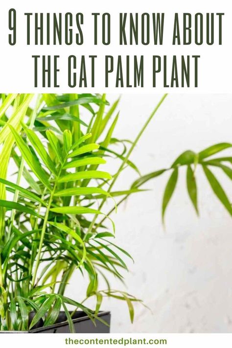 9 things to know about the cat palm plant-pin image Indoor Palm Plants, Palm Plant Care, Cat Palm, Cat Friendly Plants, Indoor Palms, Palm Garden, Palm Plant, Palm Fronds, Propagating Plants