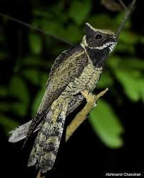 Great Eared-Nightjar - eBird Great Eared Nightjar, Nightjar Bird, Dragon Bird, Nocturnal Birds, Nocturnal Animals, Unusual Animals, Mythical Creature, Exotic Birds, Weird Animals