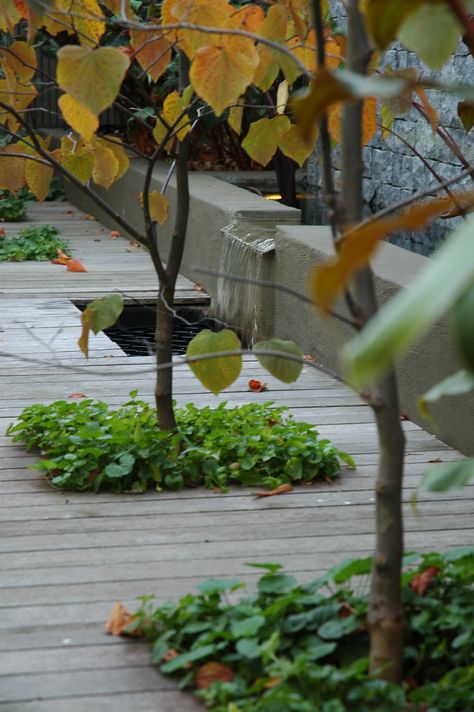 Naturally greyed decking with Viola filled cutouts for Cercis to grow through Grey Deck, Deck Pool, Outdoor Space Design, Garden Architecture, Deck Ideas, Pool Decks, Landscape Ideas, Planting, Outdoor Spaces