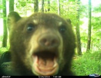 Bear Cub, Brown Bear, So Cute, Coffee