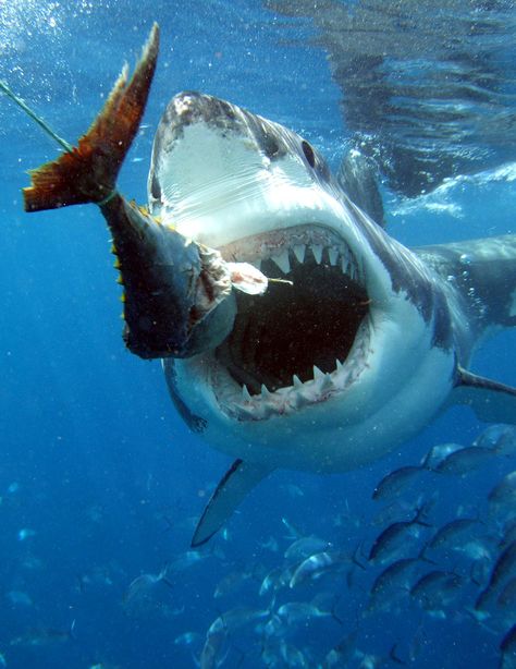 Shark Eating, Shark Pictures, Australia Vacation, Shark Fishing, Underwater Photos, Deep Blue Sea, Prehistoric Creatures, White Sharks, Shark Week