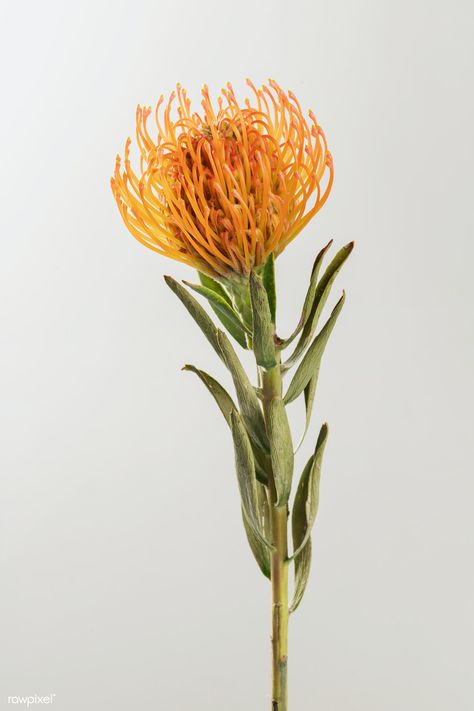 Orange pincushion protea flower | premium image by rawpixel.com / Jira Orange Pincushion Protea, Pincushion Flower, Pincushion Protea, Macro Photography Flowers, Yellow Rose Flower, Succulent Landscape Design, Ranunculus Flowers, Protea Flower, Australian Flowers