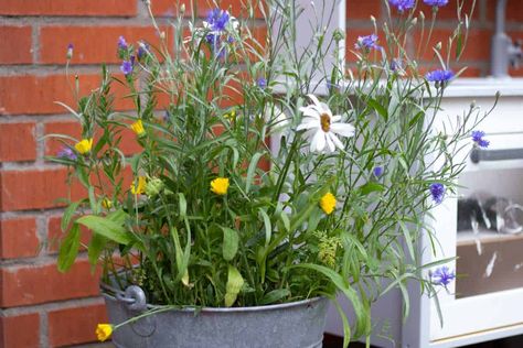 Wild Flower Container Garden, Potted Wildflowers Gardens, Wildflowers In Planters, Wild Flower Pots, Wildflower In Pots, Wildflowers In Containers, Wildflower Planter Boxes, Wild Flowers In Pots, Growing Wildflowers In Pots