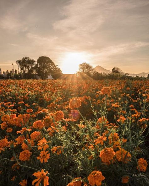 Marigold Field Aesthetic, Marigold Flower Field, Field Of Marigolds, Flower Feild Pics Aesthetic, Marigolds Aesthetic, Marigold Flower Aesthetic, Merigold Aesthetic, Fall Flower Field, New Mexico Flowers