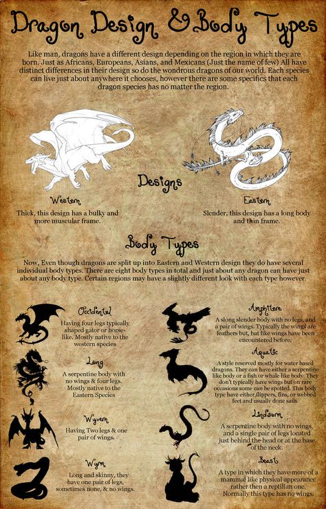 Dragon Body Types, Dragon Types, Dragon Tutorial, Twisted Princesses, Dragon Poses, Dragon Anatomy, Character Designing, Dragon Designs, Types Of Dragons