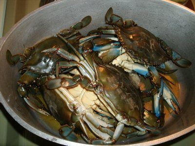 Fried Blue Crab Recipe, Blue Crab Boil Recipe, Cooking Crawfish, Cooking Prawns, Blue Crab Recipes, Crab Boil Recipe, Blue Claw Crab, Cooking Crab, Crab Recipe