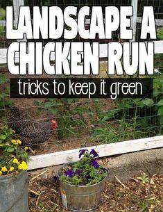 Plants For Chickens, Chicken Coop Blueprints, Urban Chicken Farming, Chicken Coop Garden, Portable Chicken Coop, Chicken Coop Run, Urban Chickens, Backyard Chicken Farming, Best Chicken Coop