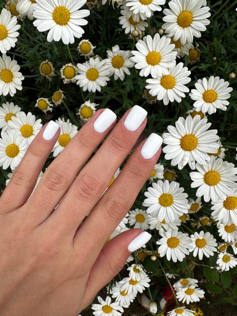 #nails #chamomile #whitenails Chamomile Nail Design, Gel Nail Designs, White Nails, Nail Design, Gel Nails, Nail Designs, Nails, Design