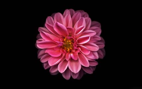 Download Free Dahlia Wallpaper. Chrysanthemum Wallpaper, Flower Tat, Phone Gadgets, Wallpaper Iphone Disney, Pretty Flower, Dahlia Flower, Iphone Wallpaper Vintage, Diy For Girls, Wallpaper Iphone Cute