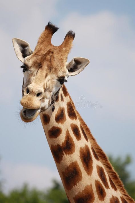 Giraffe. Happy smiling giraffe in the zoo , #Affiliate, #Happy, #Giraffe, #smiling, #zoo, #giraffe #ad Smiling Giraffe, Zoo Giraffe, Background Simple, In The Zoo, The Zoo, Animal Faces, 2024 Vision, Design Background, Wild Animals