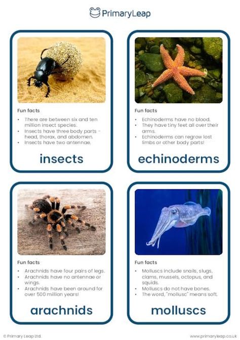 This set of flashcards includes colourful photographs of an insect, echinoderm, arachnid, mollusc, crustacean, and annelid. Each flashcard also includes some fun facts for children to learn about different species of invertebrates! Invertebrates Activities For Kids, Zoology Project, Invertebrates Animals, Annelid, Biology Lab, Vertebrates And Invertebrates, Creative Worksheets, Insect Species, Montessori Lessons