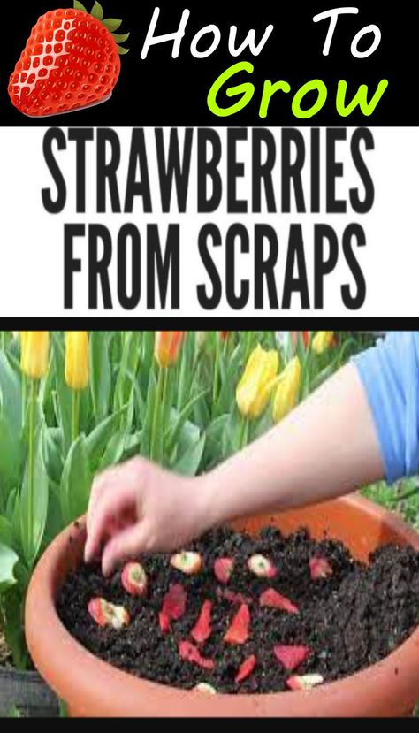 How To Grow From Scraps, Replant Strawberries, Starting Strawberries From Fruit, Raised Garden Beds For Strawberries, How To Plant Strawberries From Fruit, When To Start Strawberry Seeds Indoors, Strawberries Growing Tips, Strawberry Planting Ideas Diy Projects, Plant Strawberry From Fruit