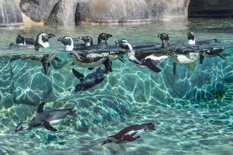 African Penguin Pool Party | by San Diego Zoo Global Zoo Aesthetic, Leopard Shark, African Penguin, Fauna Marina, San Diego Travel, San Diego Zoo, Zoo Animal, Pacific Beach, Animal Care