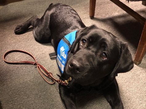 Black Labrador Service Dog, Black Service Dog, Black Lab Service Dog, Labrador Service Dog, Lab Service Dog, Dog Fursona, Black Retriever, Dog Training School, Black Labs Dogs